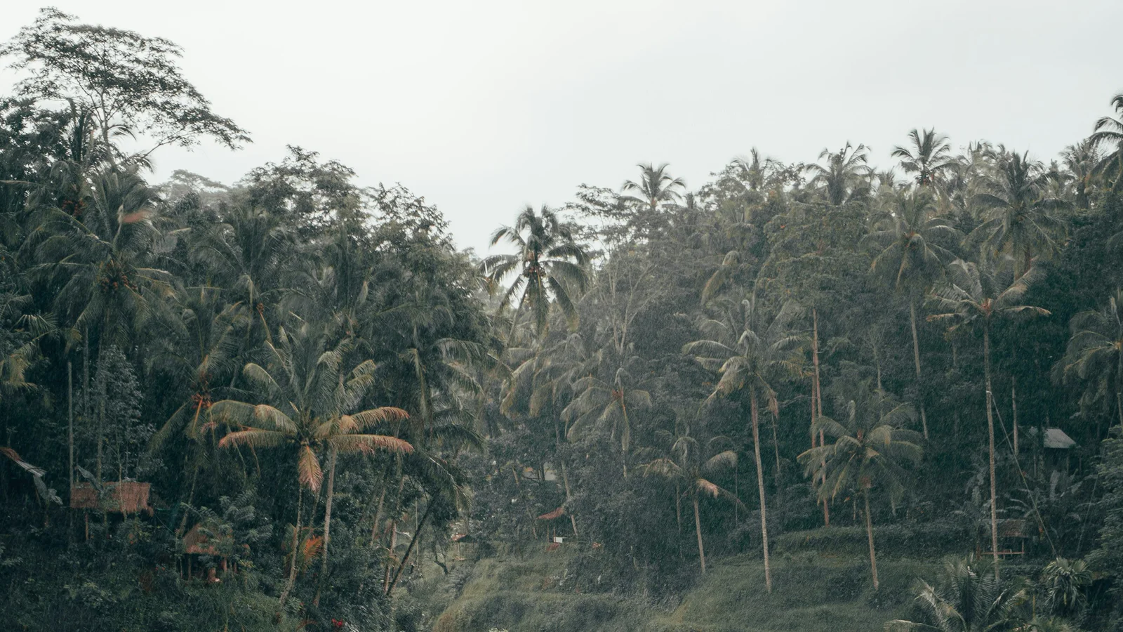 Tegalalang rice terraces and palms in Ubud, Bali, seen in rain